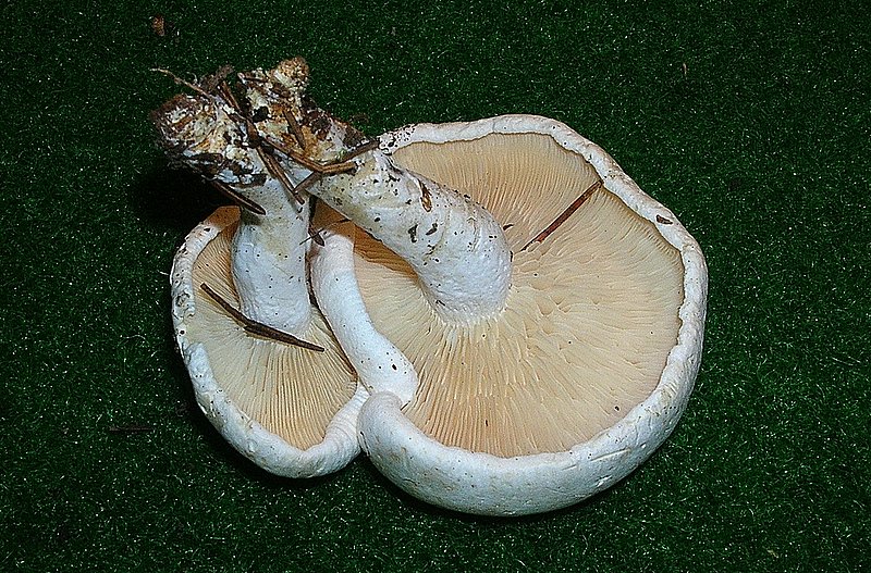 Leucopaxillus alboalutaceus (F.H. Mller & Jul. Schff.) Ml